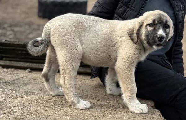 Nils-4, male Mixed Breed for adoption at Animal Happyend, Animal Happyend photo 4