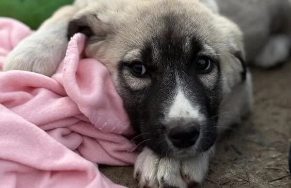 Nils-4, male Mixed Breed for adoption at Animal Happyend, Animal Happyend photo 5