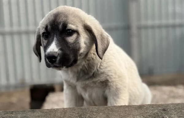 Nils-4, male Mixed Breed for adoption at Animal Happyend, Animal Happyend photo 6