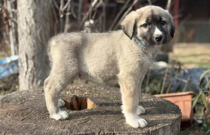 Nils-4, male Mixed Breed for adoption at Animal Happyend, Animal Happyend photo 7