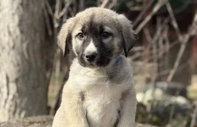 Nils-4, male Mixed Breed for adoption at Animal Happyend, Animal Happyend photo 8