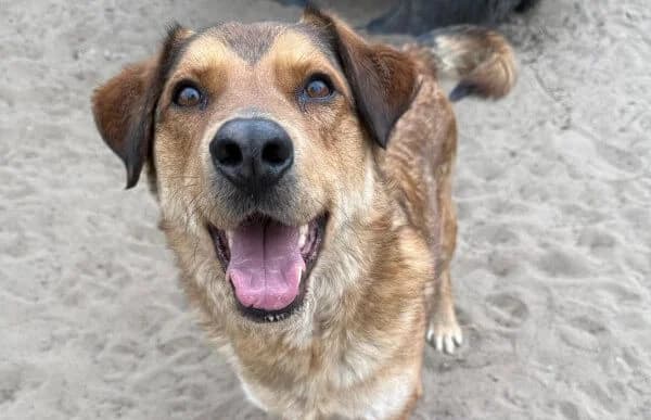 Nimer (Hund des Monats Mai 2026), male senior Mixed Breed for adoption at Animal Happyend, Animal Happyend