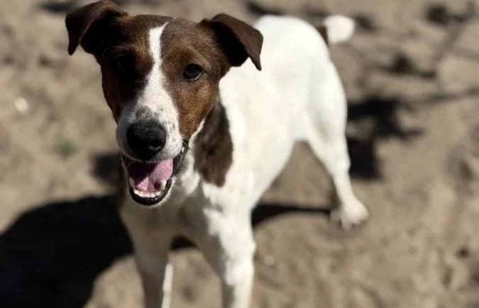 Nococo, Mixed Breed (Animal Happyend)