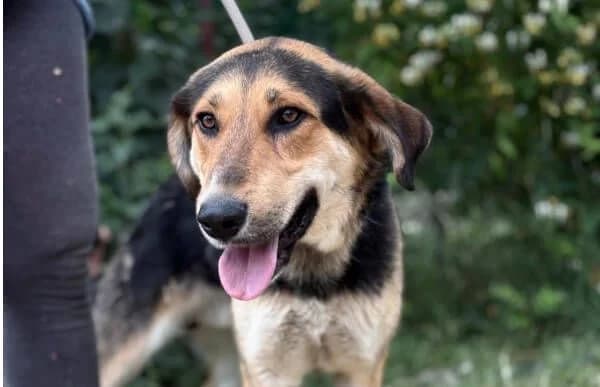 Norvard, male 5yo Mixed Breed for adoption at Animal Happyend, Animal Happyend