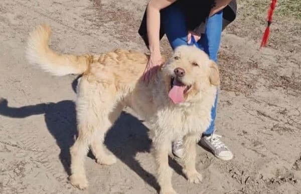 Oakley, Mixed Breed (Animal Happyend)