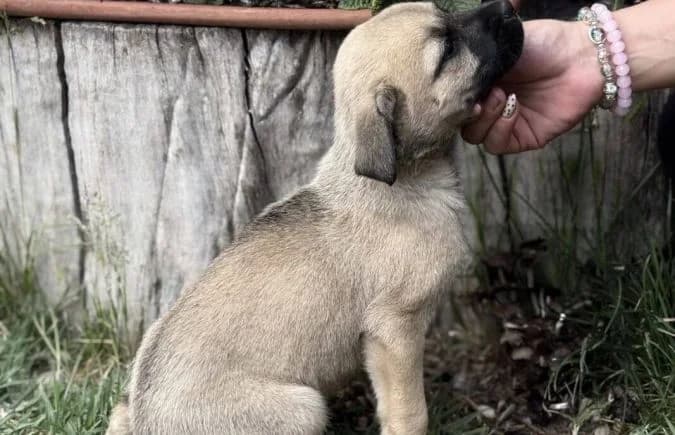Olga-3, female puppy Mixed Breed for adoption at Animal Happyend, Animal Happyend
