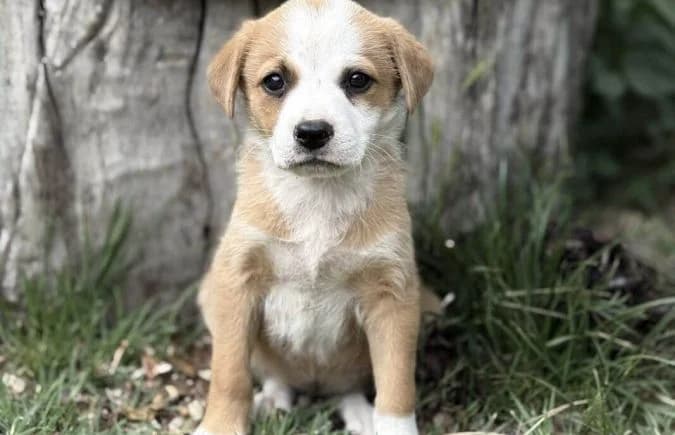 Olivi-2, Mixed Breed (Animal Happyend)
