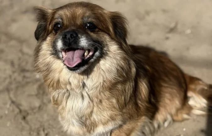 Oma-2, female Mixed Breed for adoption at Animal Happyend