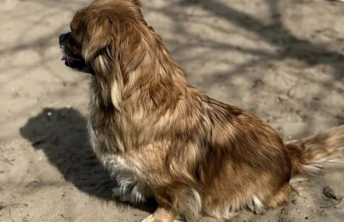 Oma-2, female Mixed Breed for adoption at Animal Happyend, Animal Happyend photo 2