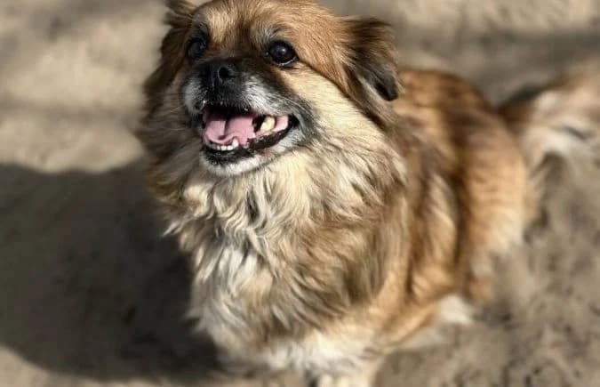 Oma-2, female Mixed Breed for adoption at Animal Happyend, Animal Happyend photo 3