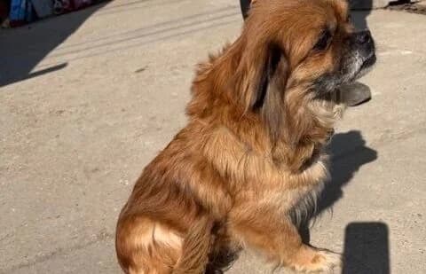 Oma-2, female Mixed Breed for adoption at Animal Happyend, Animal Happyend photo 4