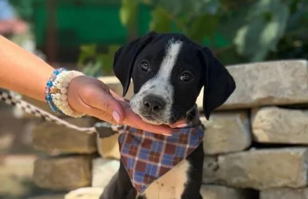Onyx-2, male puppy Mixed Breed for adoption at Animal Happyend, Animal Happyend