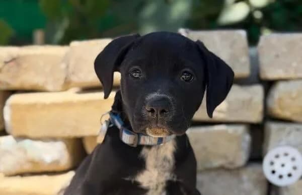 Opal, male puppy Mixed Breed for adoption at Animal Happyend, Animal Happyend