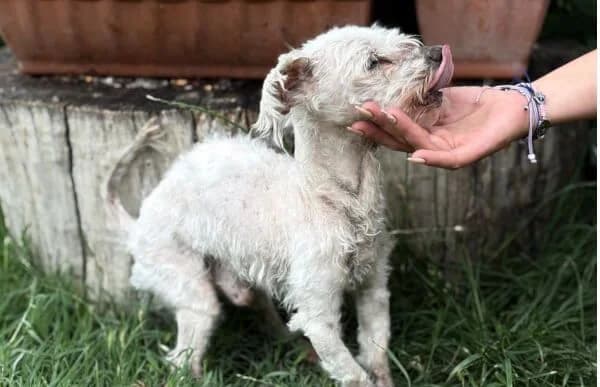 Optimus, male senior Bichon Frisé for adoption at Animal Happyend, Animal Happyend