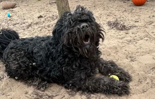 Pako-2, male 6yo Mixed Breed for adoption at Animal Happyend, Animal Happyend