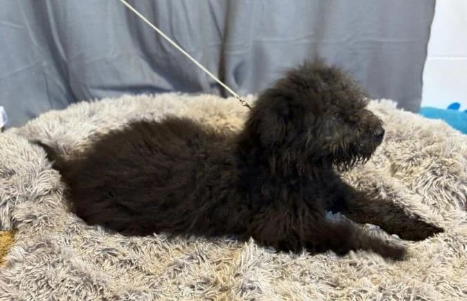 Palko-4, male puppy Mixed Breed for adoption at Animal Happyend, Animal Happyend