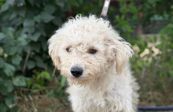 Pamcsi-2, male young Mixed Breed for adoption at Animal Happyend, Animal Happyend