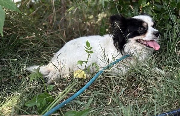 Pamfil, male 4yo Mixed Breed for adoption at Animal Happyend, Animal Happyend