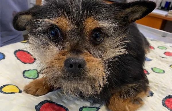 Pamina, female young Mixed Breed for adoption at Animal Happyend, Animal Happyend