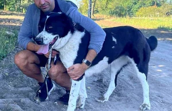 Pampinea, female 6yo mixed breed for adoption at Animal Happyend, Animal Happyend