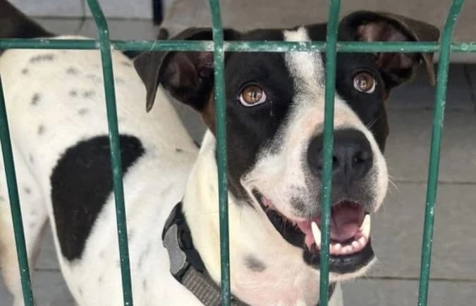 Pato, male 3yo Mixed Breed for adoption at Animal Happyend, Animal Happyend