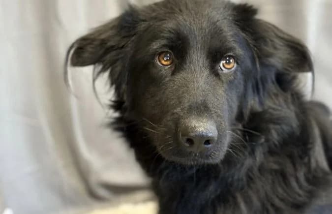 Peter Pan, male 4yo Mixed Breed for adoption at Animal Happyend, Animal Happyend