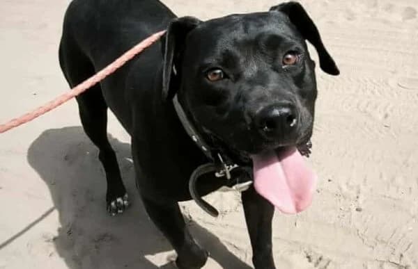 Piton, male 6yo English Bulldog for adoption at Animal Happyend, Animal Happyend