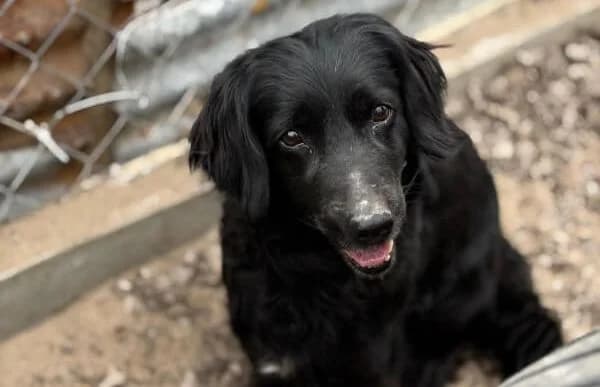 Poetyi-8, female senior Mixed Breed for adoption at Animal Happyend, Animal Happyend