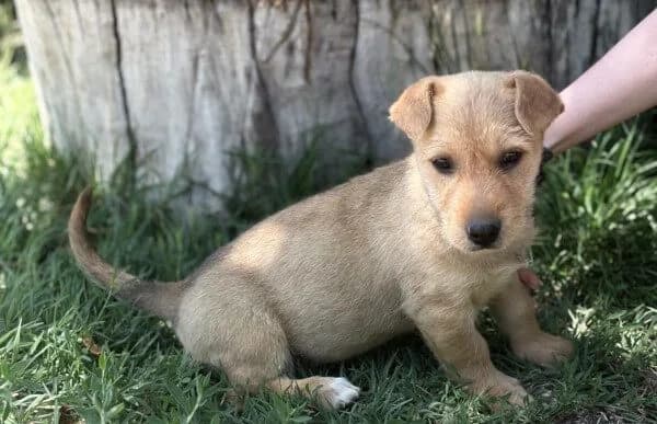 Polika, female puppy Mixed Breed for adoption at Animal Happyend, Animal Happyend