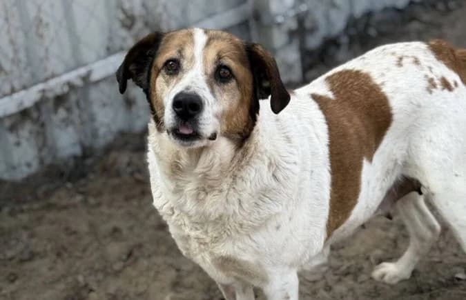 Polina, female Mixed Breed for adoption at Animal Happyend