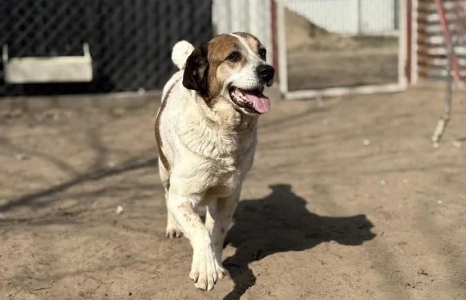 Polina, female Mixed Breed for adoption at Animal Happyend, Animal Happyend photo 2