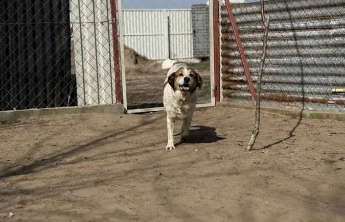 Polina, female Mixed Breed for adoption at Animal Happyend, Animal Happyend photo 3