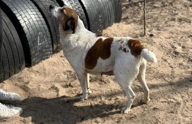 Polina, female Mixed Breed for adoption at Animal Happyend, Animal Happyend photo 4