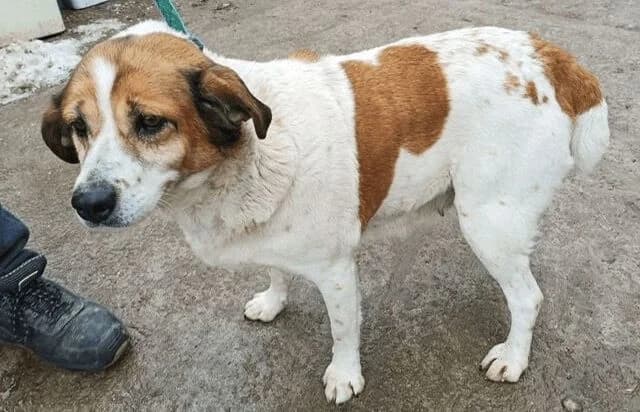 Polina, female Mixed Breed for adoption at Animal Happyend, Animal Happyend photo 5