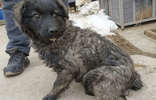 Poppea, female puppy Mixed Breed for adoption at Animal Happyend, Animal Happyend