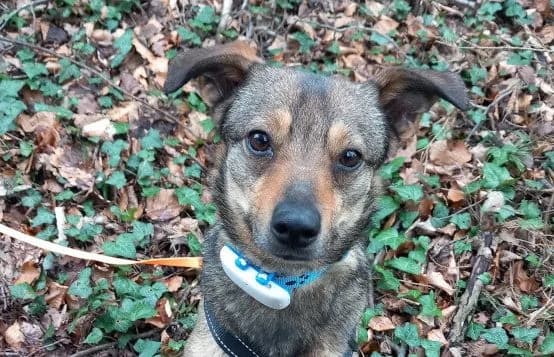 Poppy-5, female 3yo Mixed Breed for adoption at Animal Happyend, Animal Happyend