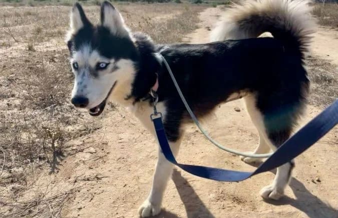 Princesa-2, female Husky for adoption at Animal Happyend