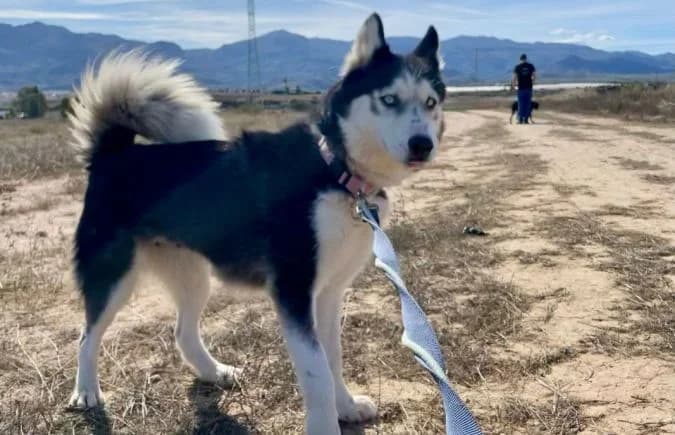 Princesa-2, female Husky for adoption at Animal Happyend, Animal Happyend photo 2