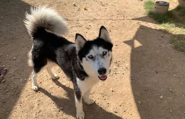 Princesa-2, female Husky for adoption at Animal Happyend, Animal Happyend photo 3