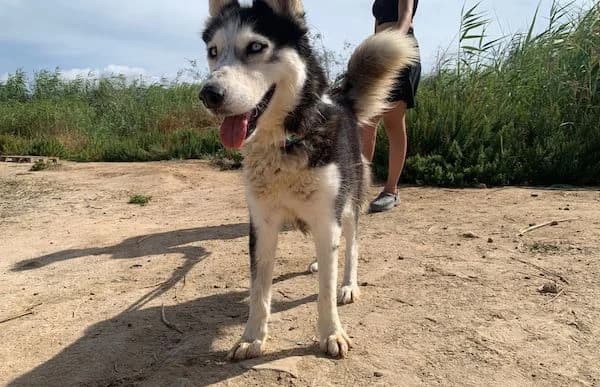 Princesa-2, female Husky for adoption at Animal Happyend, Animal Happyend photo 4
