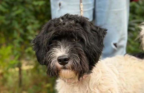 Rajan, male young Mixed Breed for adoption at Animal Happyend, Animal Happyend