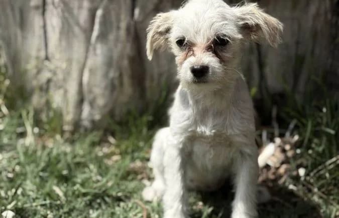 Rami-4, female puppy Mixed Breed for adoption at Animal Happyend, Animal Happyend