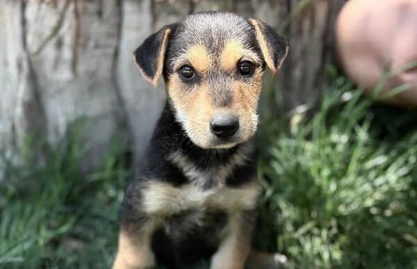 Ramiel, male puppy Mixed Breed for adoption at Animal Happyend, Animal Happyend