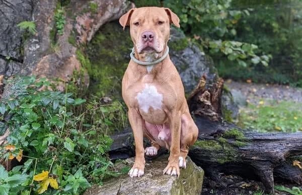 Red, male 6yo American Staffordshire Terrier for adoption at Animal Happyend, Animal Happyend