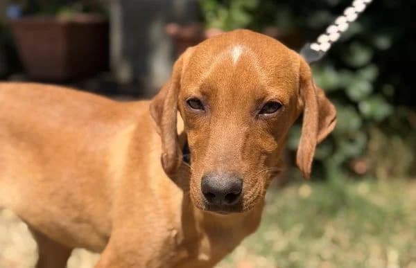 Remig, male puppy Mixed Breed for adoption at Animal Happyend, Animal Happyend