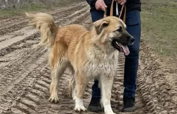 Reza, female Mixed Breed for adoption at Animal Happyend