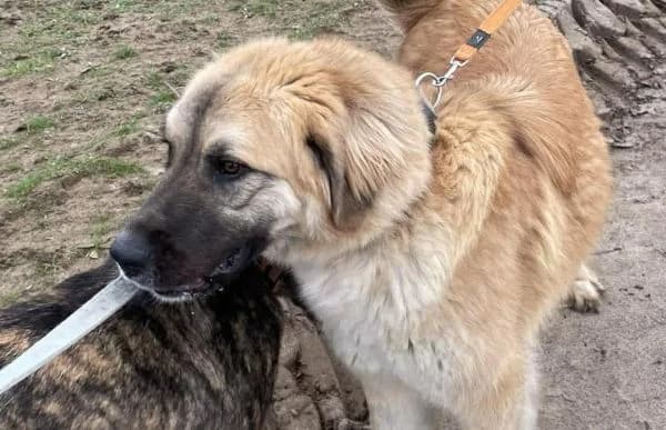 Reza, female Mixed Breed for adoption at Animal Happyend, Animal Happyend photo 2