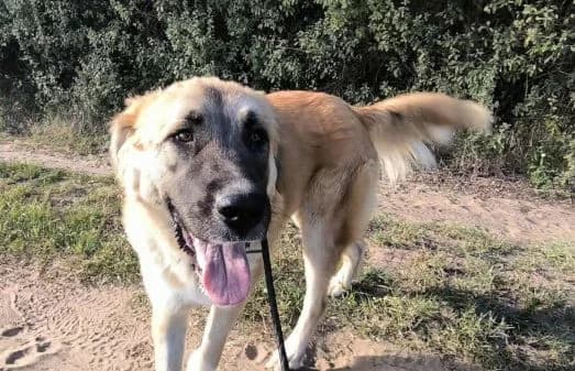 Reza, female Mixed Breed for adoption at Animal Happyend, Animal Happyend photo 3