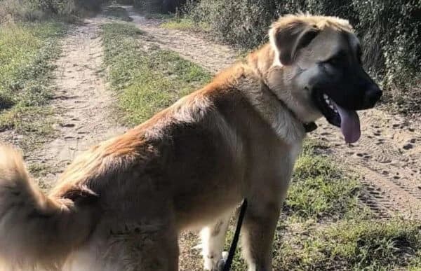 Reza, female Mixed Breed for adoption at Animal Happyend, Animal Happyend photo 4