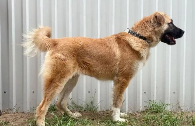 Reza, female Mixed Breed for adoption at Animal Happyend, Animal Happyend photo 6